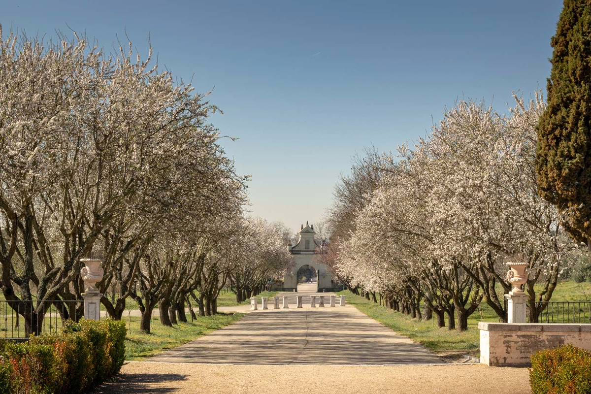 Te queda menos de una semana para disfrutar de la impresionante floración de la glicinia en este jardín al estilo Bridgerton en Madrid (y la entrada es gratuita).