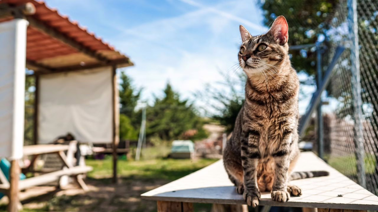 La Comunidad está finalizando la expansión de su Refugio de Animales ante temores de "saturación".