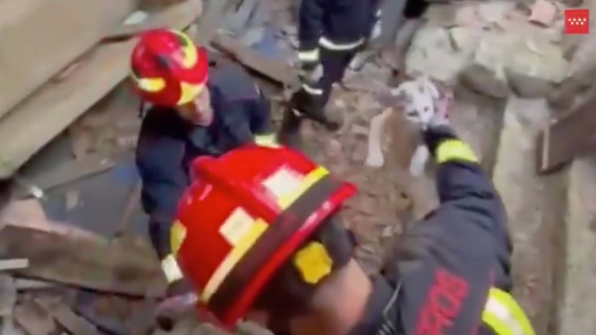 Bomberos rescatan a un corzo atrapado en una casa y a un gato en una tinaja en Madrid | Noticias de Madrid